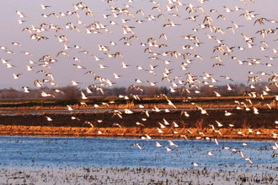 Shorebirds on Ricefields in California