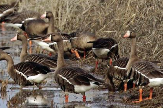 Waterfowl on ricelands