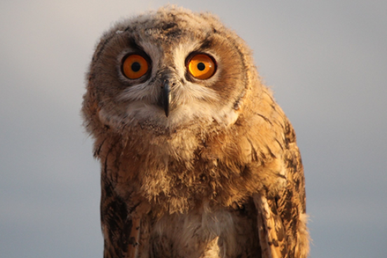 Owl looking at the camera