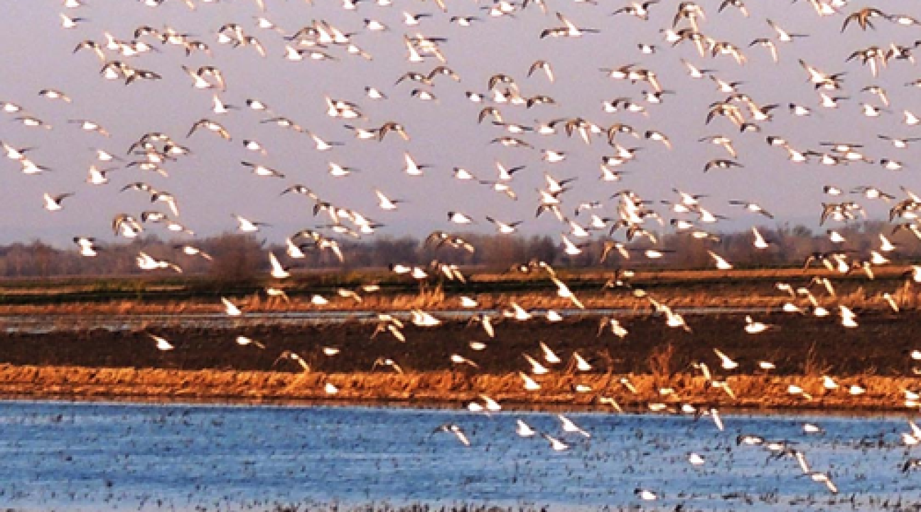 Shorebirds on Ricefields in California