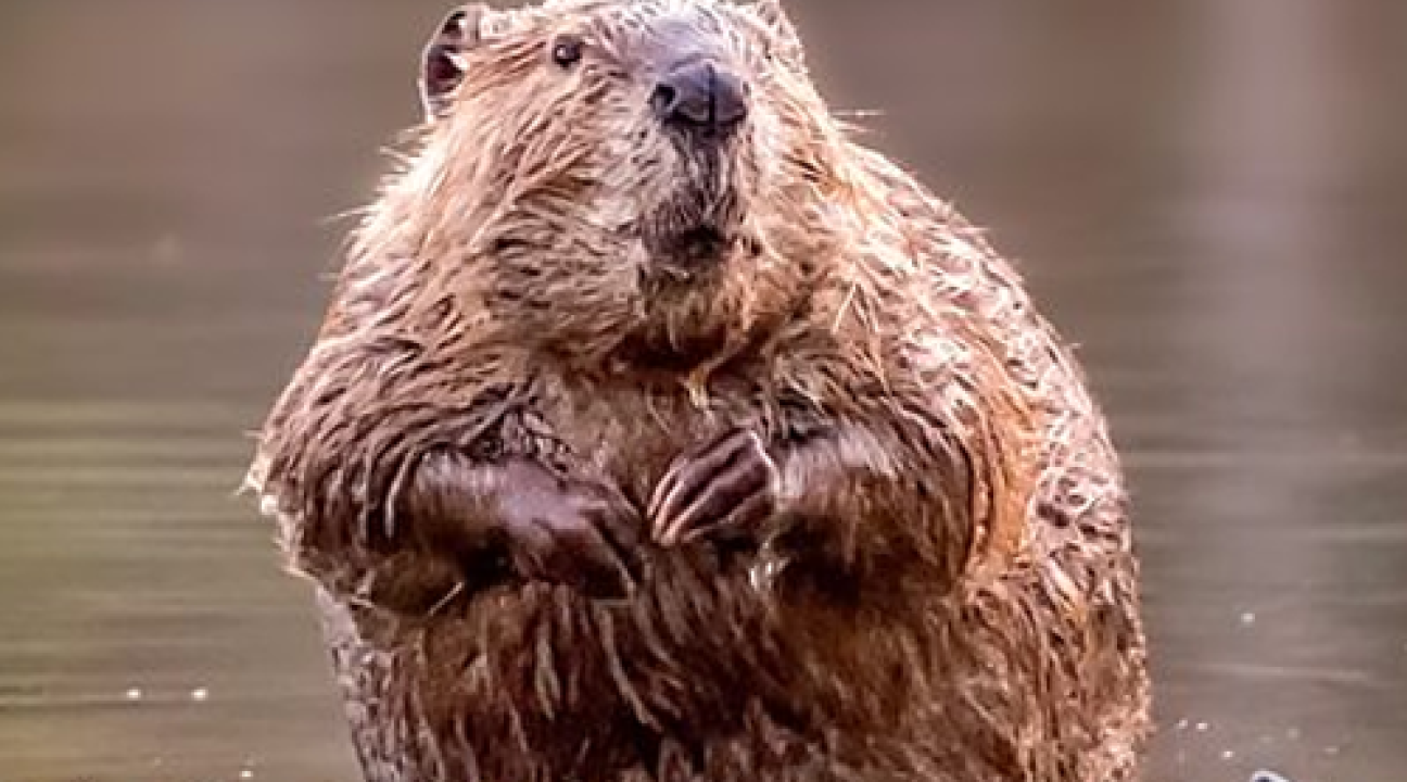 Beaver sitting up in pond