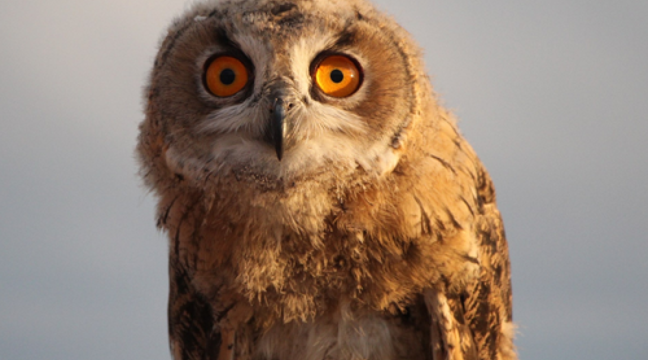 Owl looking at the camera