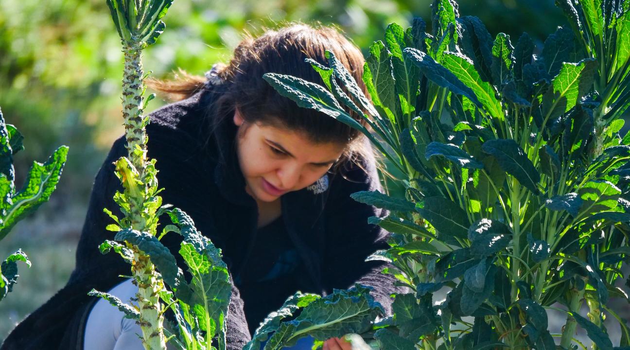 Student harvesting kale