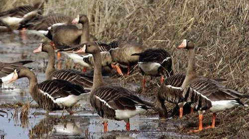 Waterfowl on ricelands