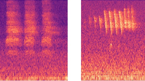 Visual renditions of bird call patterns