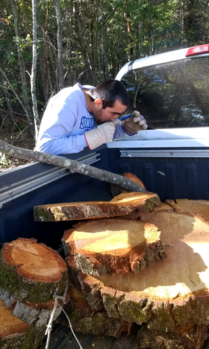 Student inspecting tree rings