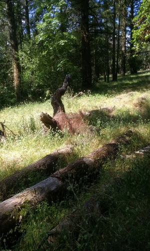 Landscape with grassland and fallen trees