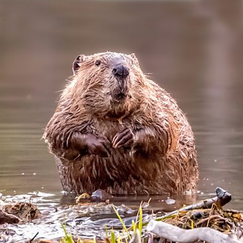 Beaver sitting up in pond