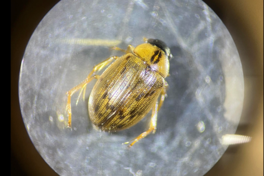 Closeup of a beetle