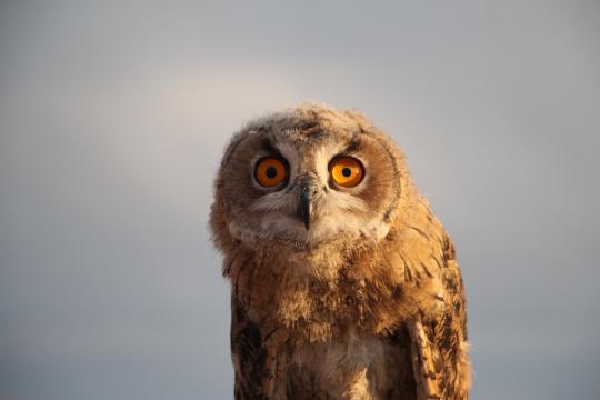 owl