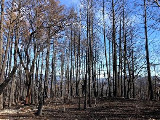 burned trees