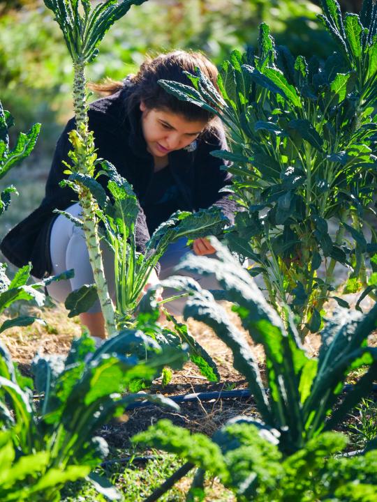 Student harvesting kale